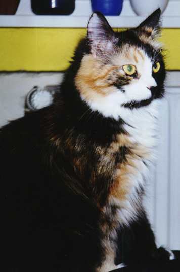 Ursina von der Gronau